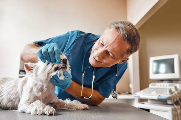 Best Emergency Tooth Extraction in Highfill, AR
